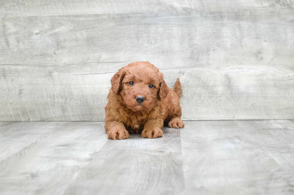 Mini Goldendoodle Puppy for Adoption
