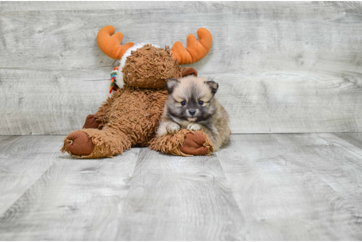 Pomeranian Pup Being Cute