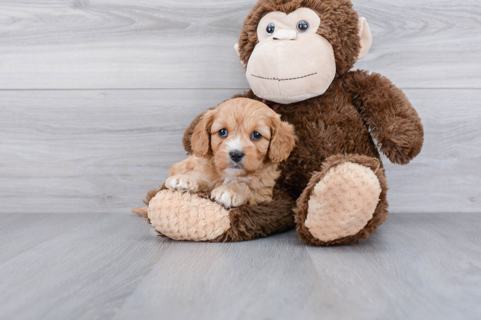 Small Cavapoo Baby