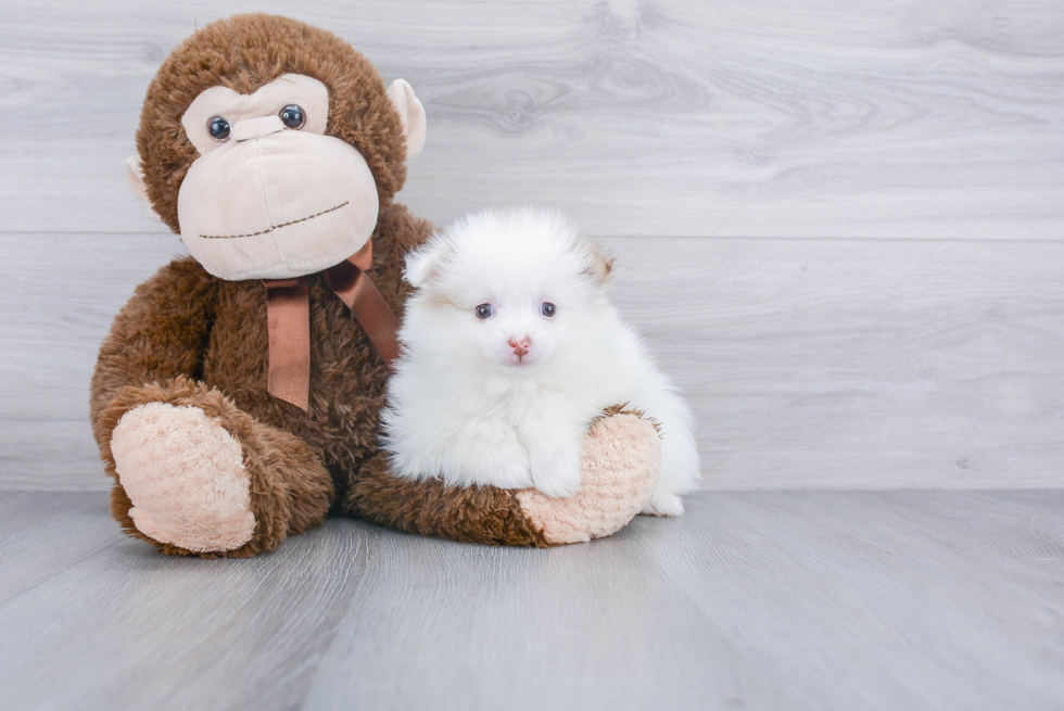 Little Pomeranian Purebred Pup