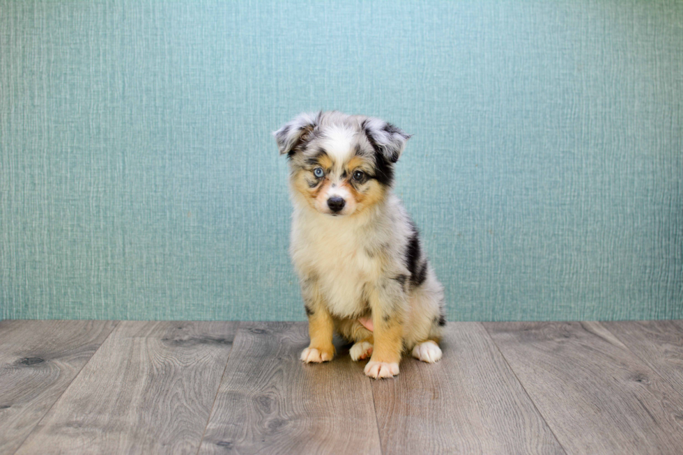 Best Mini Aussiedoodle Baby