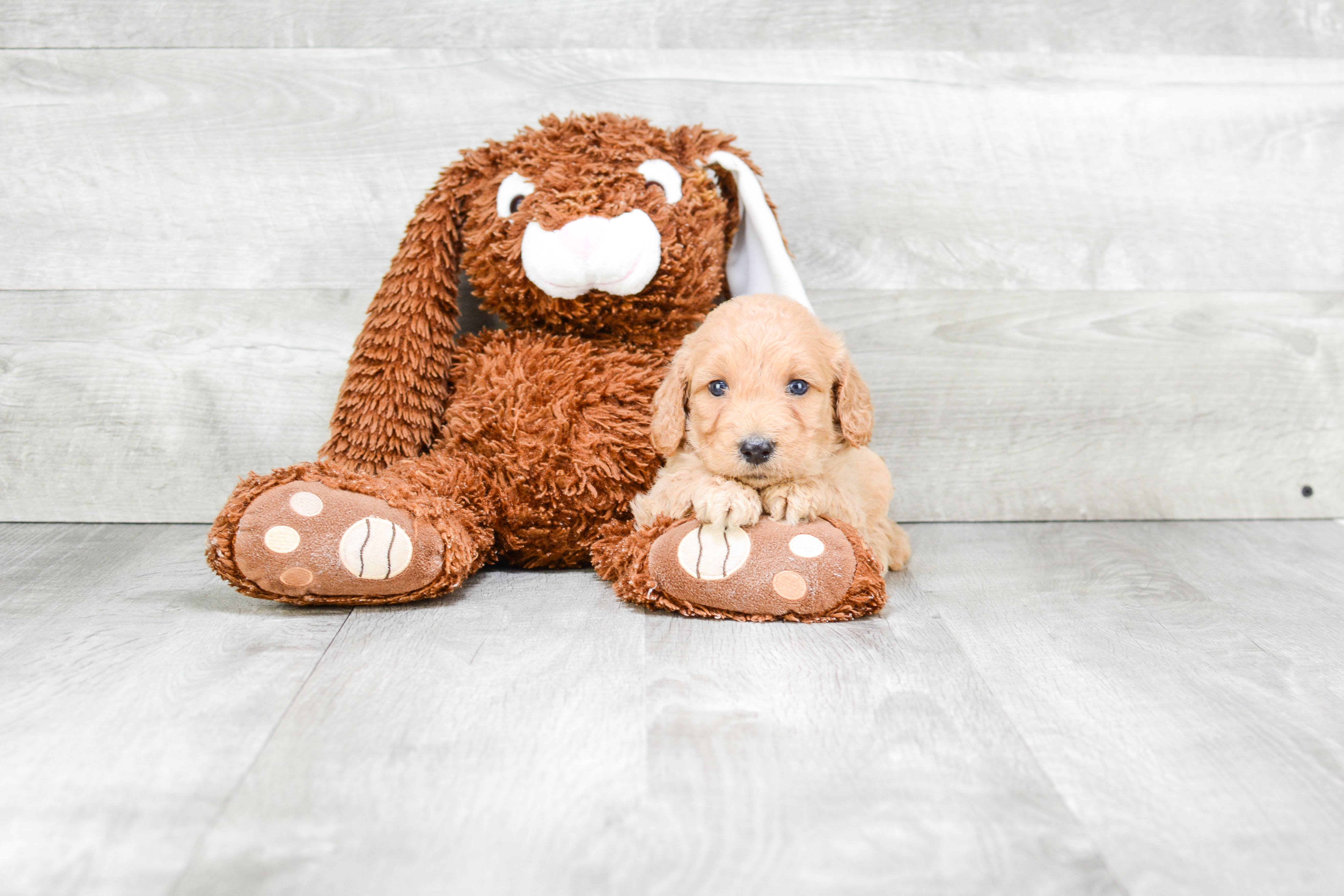 Mini Goldendoodle Pup Being Cute
