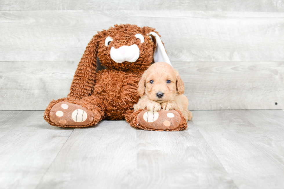 Mini Goldendoodle Pup Being Cute