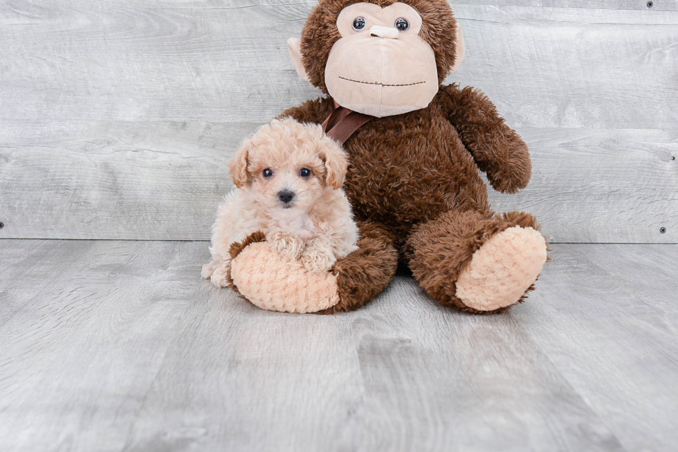 Energetic Maltese Poodle Poodle Mix Puppy