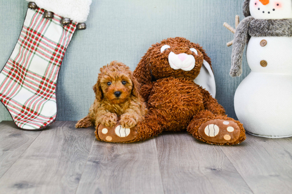 Cavapoo Puppy for Adoption