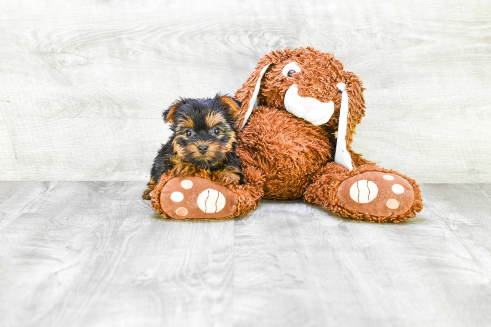 Meet Lily - our Yorkshire Terrier Puppy Photo 