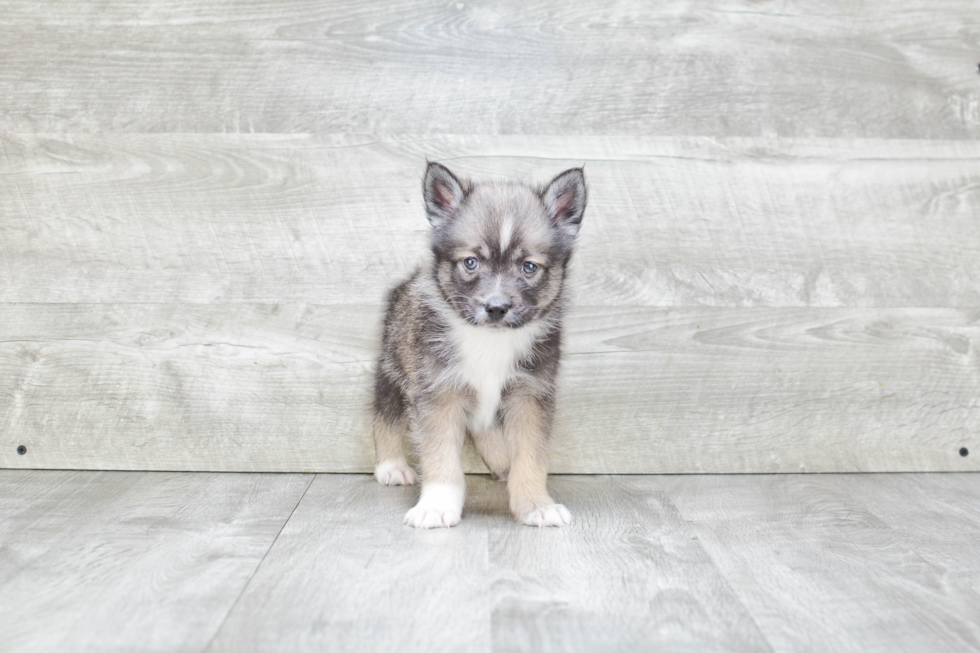 Smart Pomsky Designer Pup