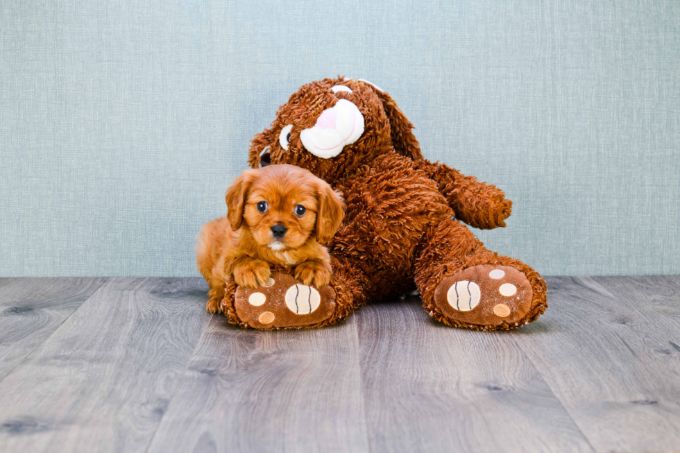 Best Cavalier King Charles Spaniel Baby