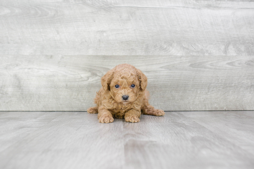 Popular Poodle Baby