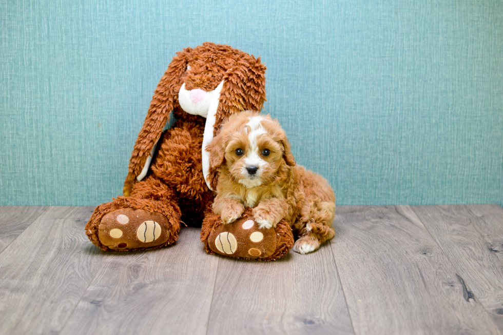 Best Cavapoo Baby