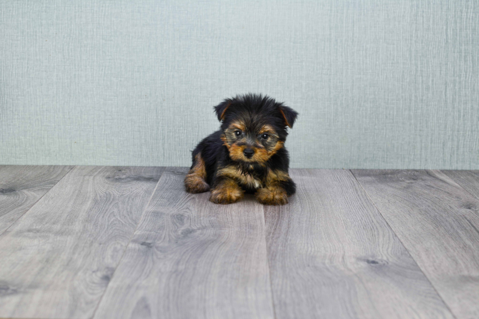 Meet Shania - our Yorkshire Terrier Puppy Photo 