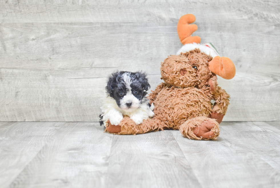 Hypoallergenic Havanese Purebred Pup