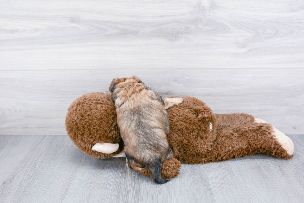 Morkie Puppy for Adoption