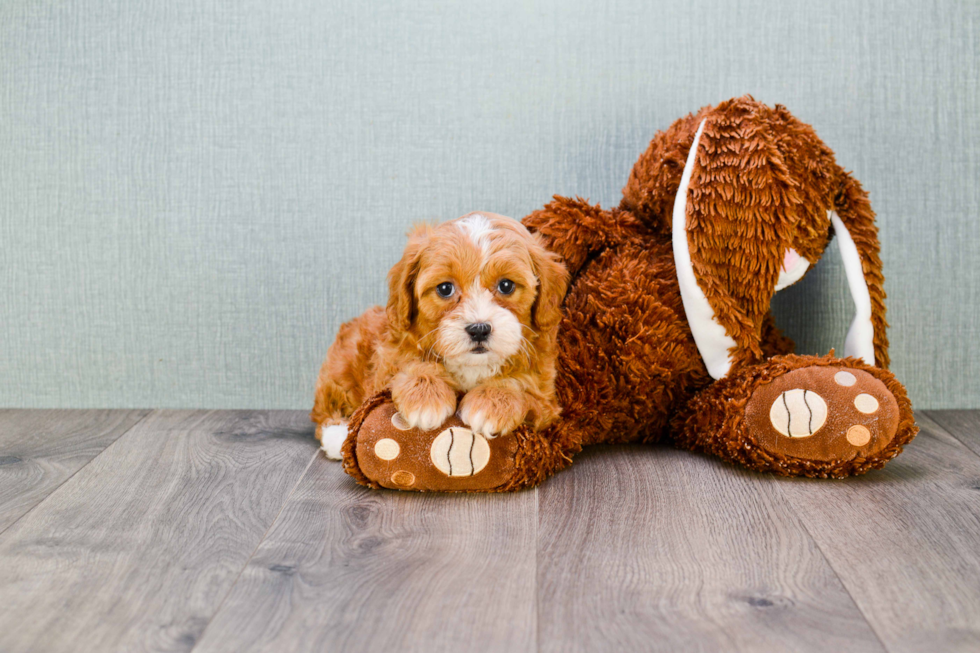 Small Cavapoo Baby