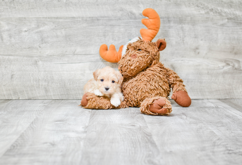 Funny Maltipoo Poodle Mix Pup