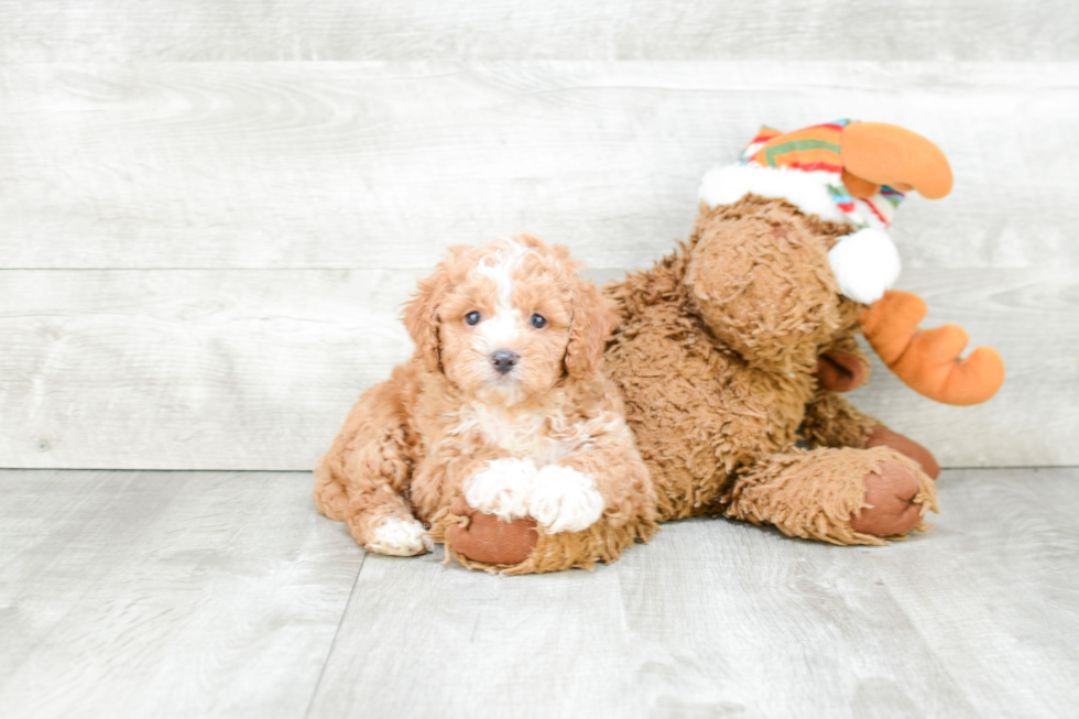 Playful Cavoodle Poodle Mix Puppy