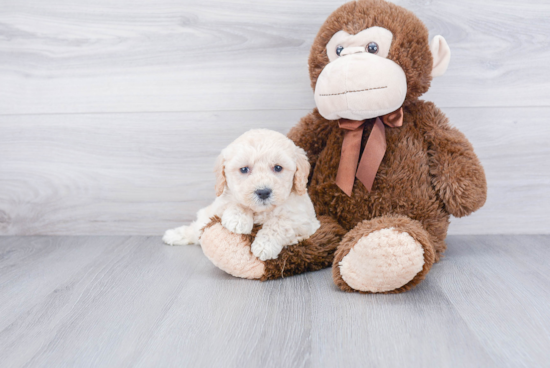 Mini Goldendoodle Pup Being Cute