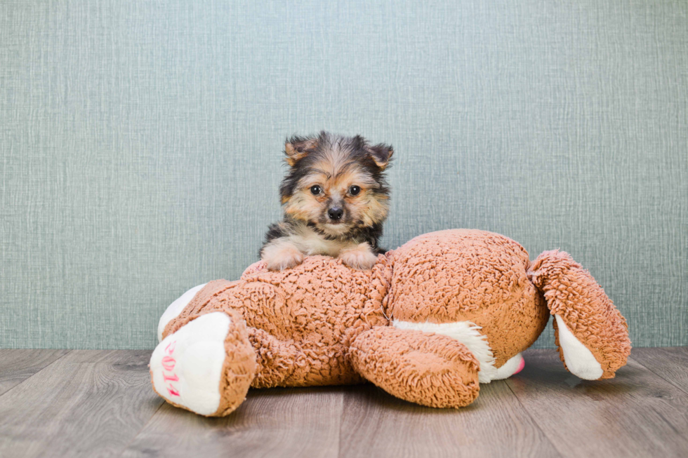 Cute Yorkie Pom Mix Puppy