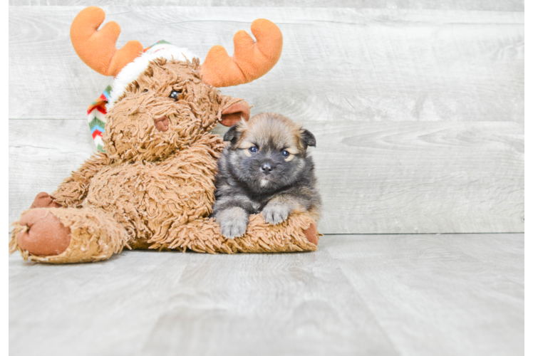 Hypoallergenic Pomeranian Purebred Pup