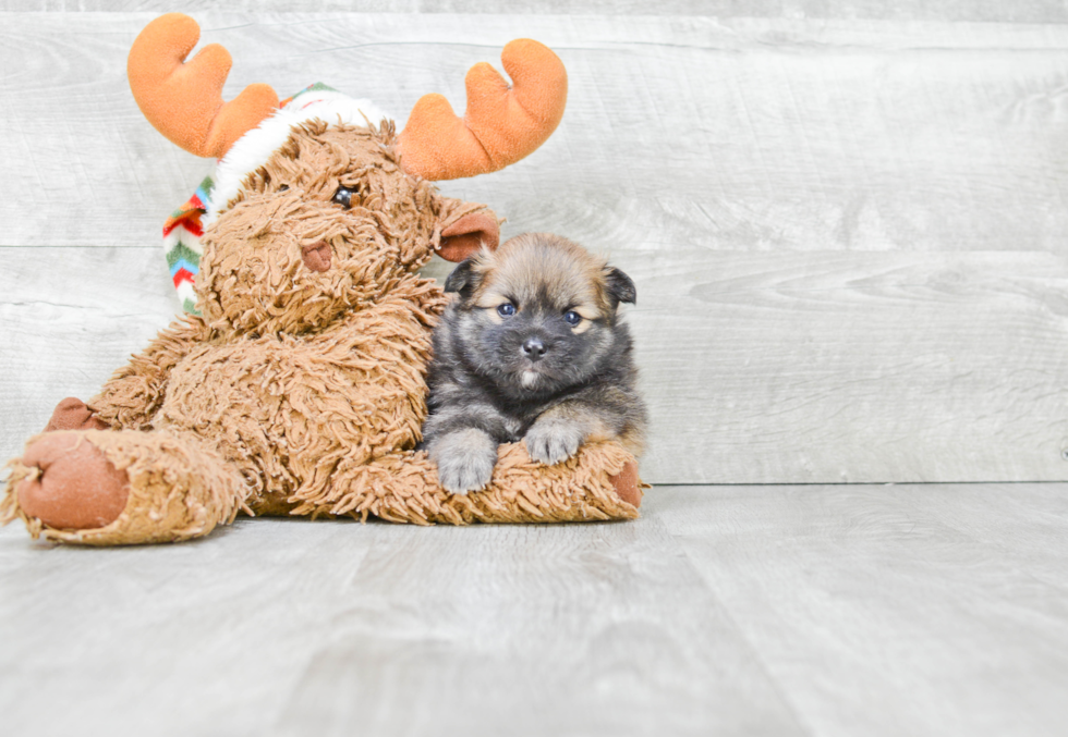 Hypoallergenic Pomeranian Purebred Pup