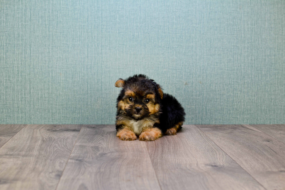 Best Morkie Baby