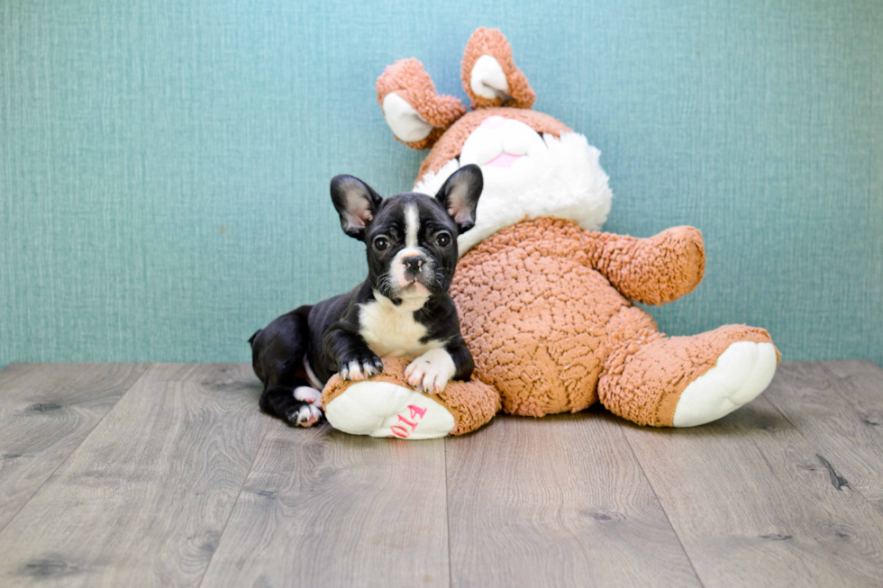 French Bulldog Pup Being Cute