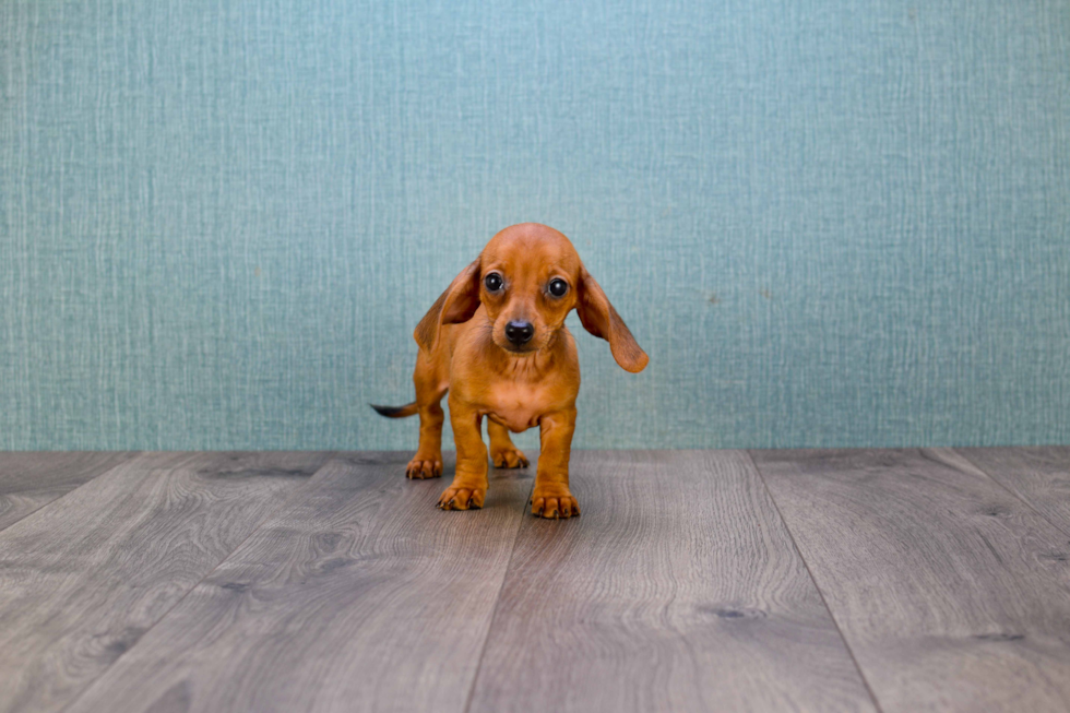 Cute Dachshund Purebred Puppy