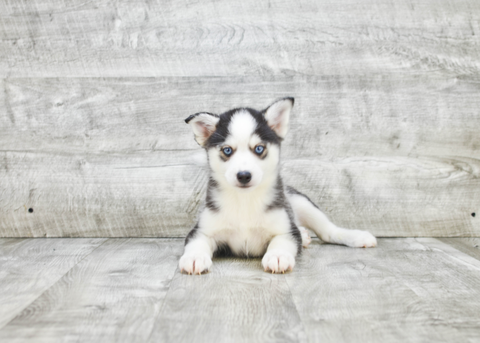 Pomsky Pup Being Cute