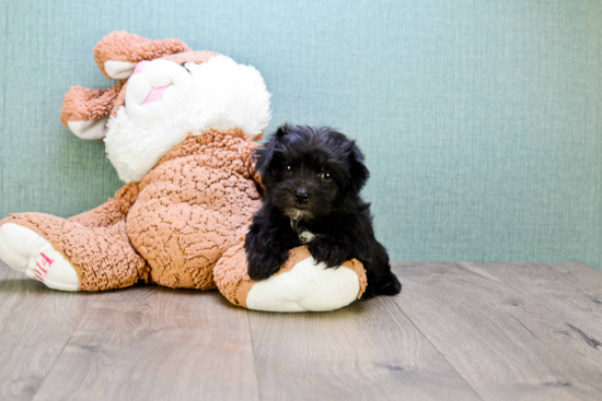 Morkie Puppy for Adoption