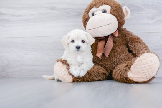 Playful Maltepoo Poodle Mix Puppy