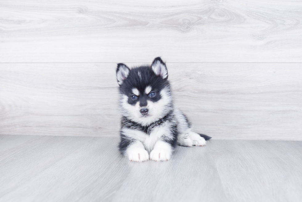 Friendly Pomsky Baby