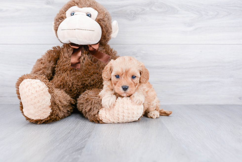 Cavapoo Pup Being Cute