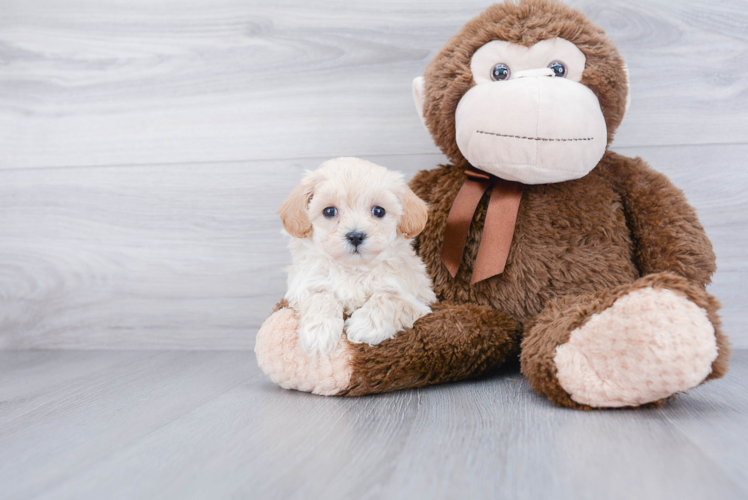 Maltipoo Pup Being Cute