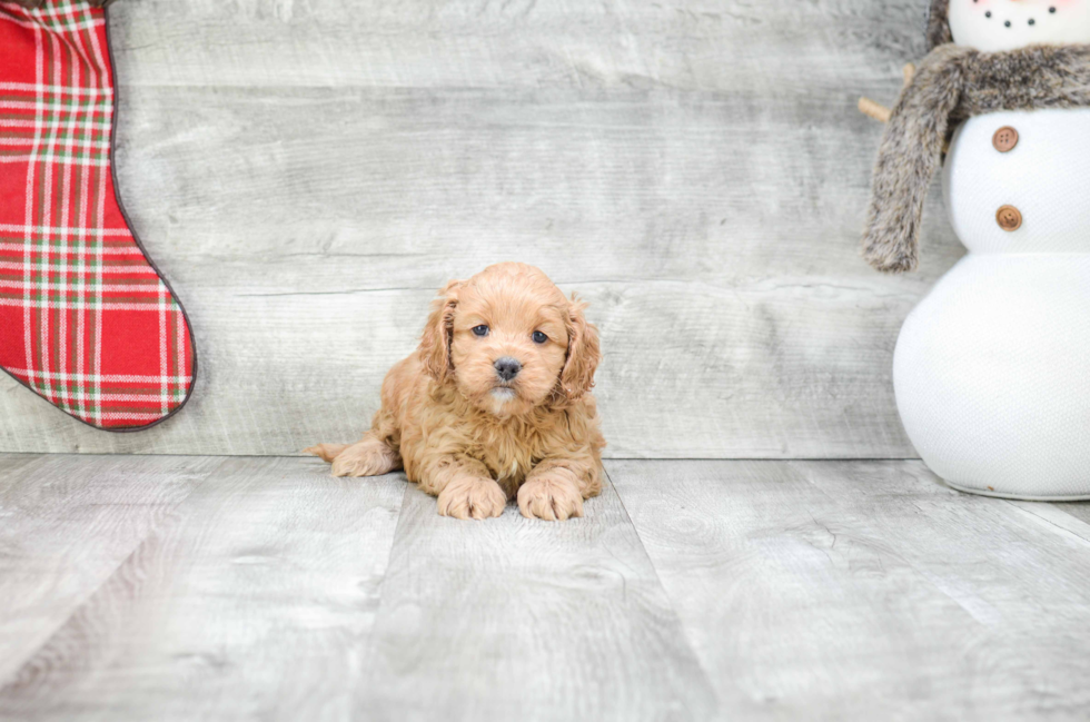 Petite Cockapoo Poodle Mix Pup