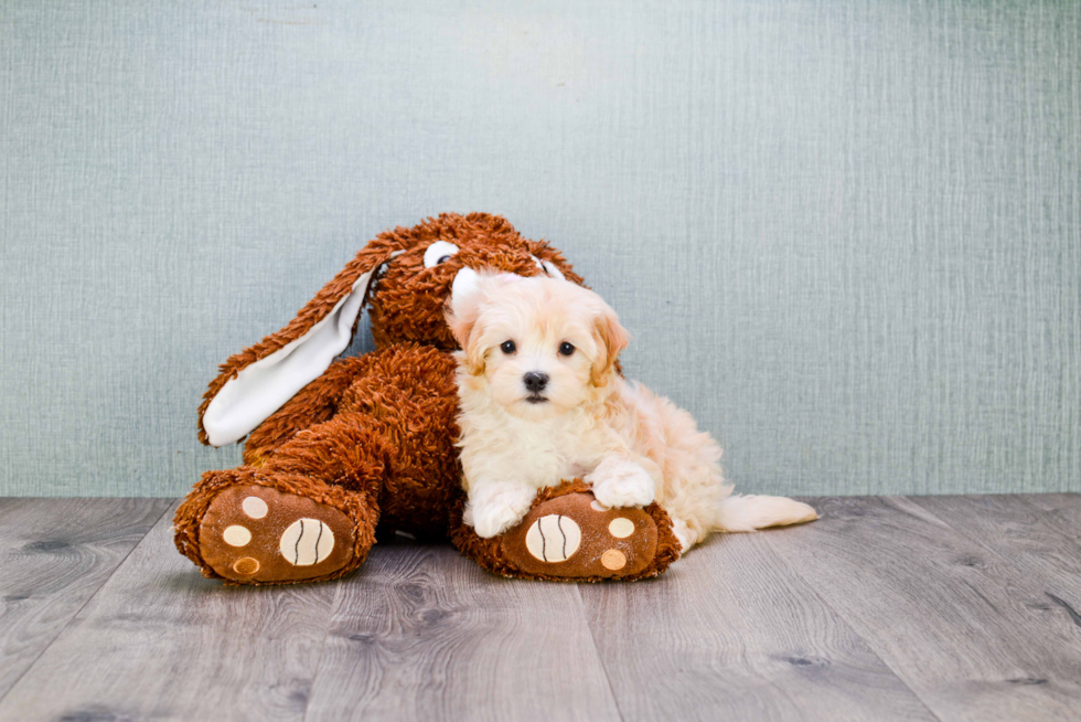 Small Maltipoo Baby