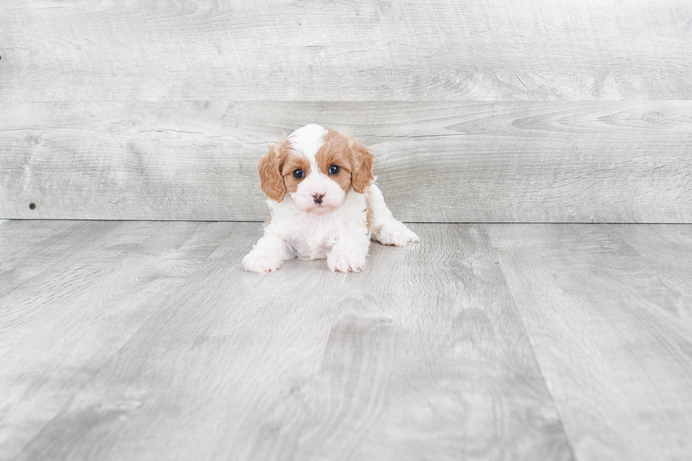 Happy Cavapoo Baby