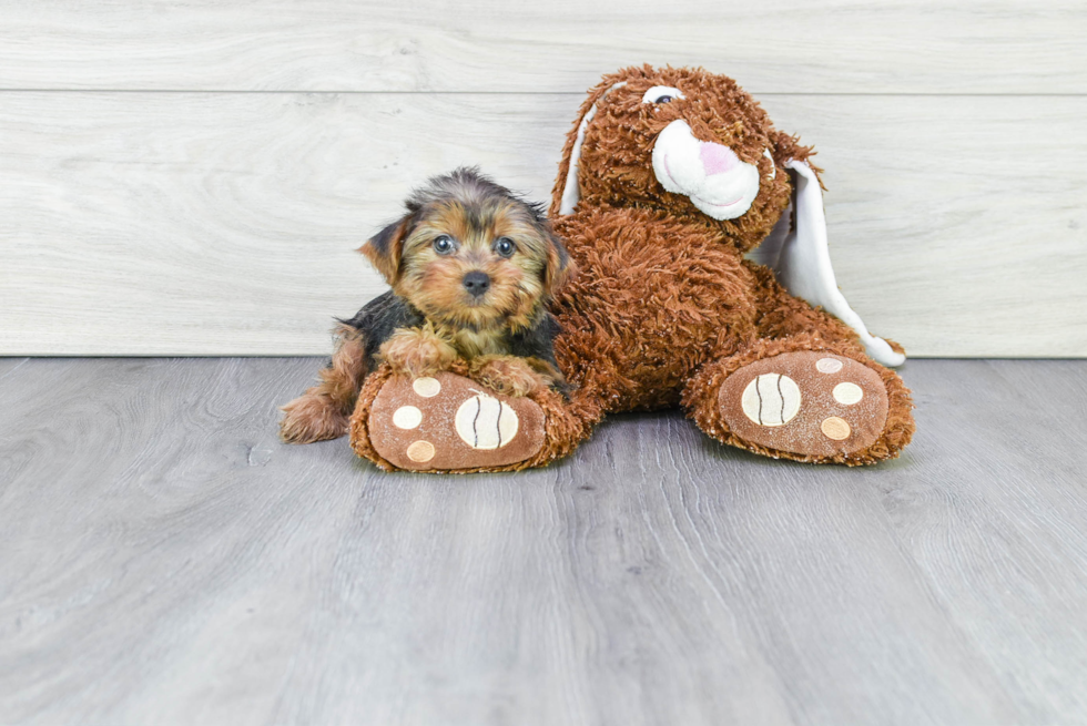 Meet Annika - our Yorkshire Terrier Puppy Photo 