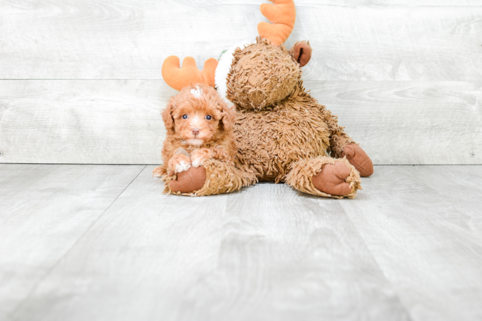 Petite Pudle Purebred Puppy