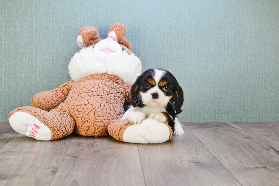 Cavalier King Charles Spaniel Pup Being Cute