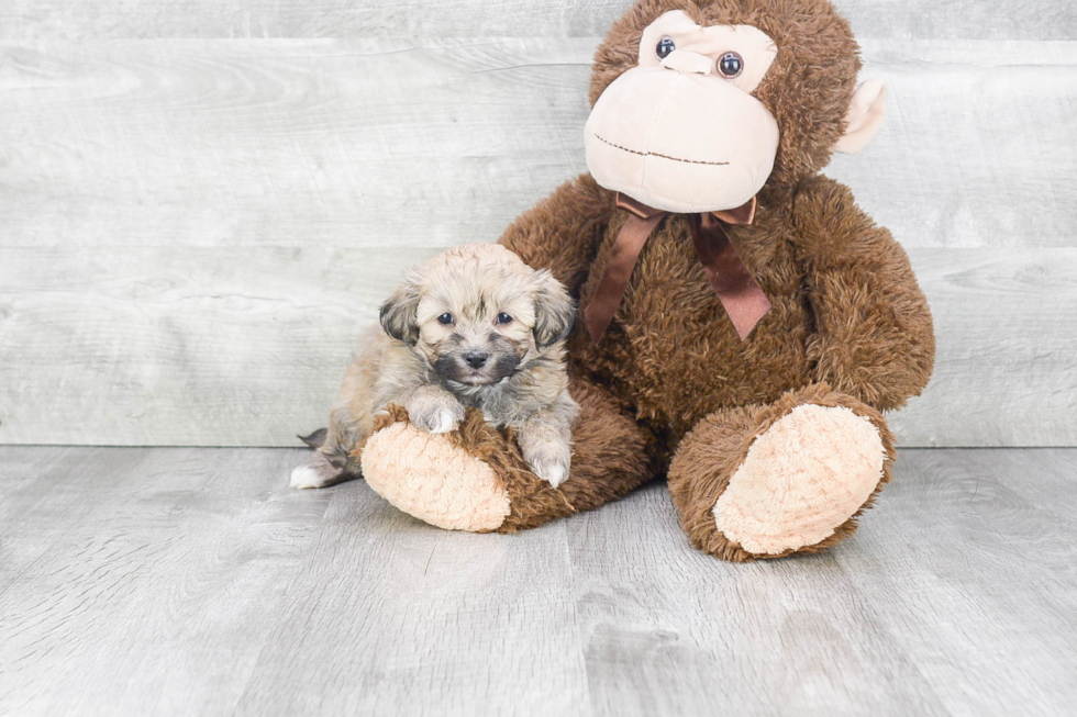 Teddy Bear Pup Being Cute