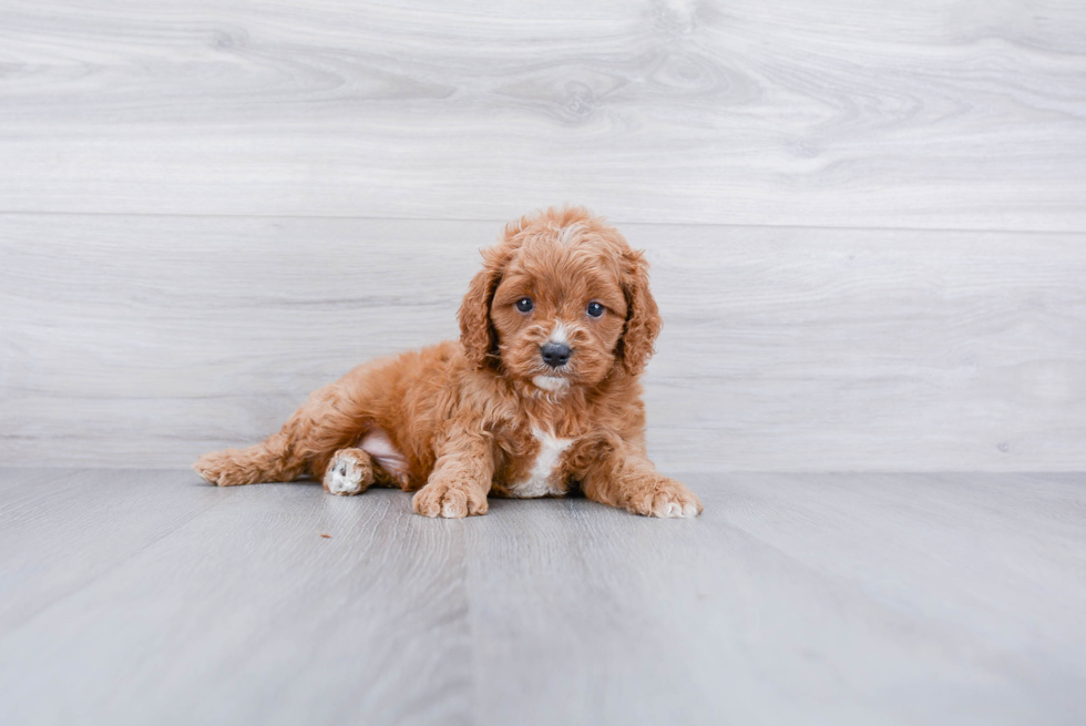 Popular Cavapoo Poodle Mix Pup