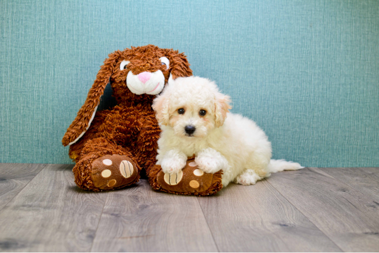 Smart Maltipoo Poodle Mix Pup
