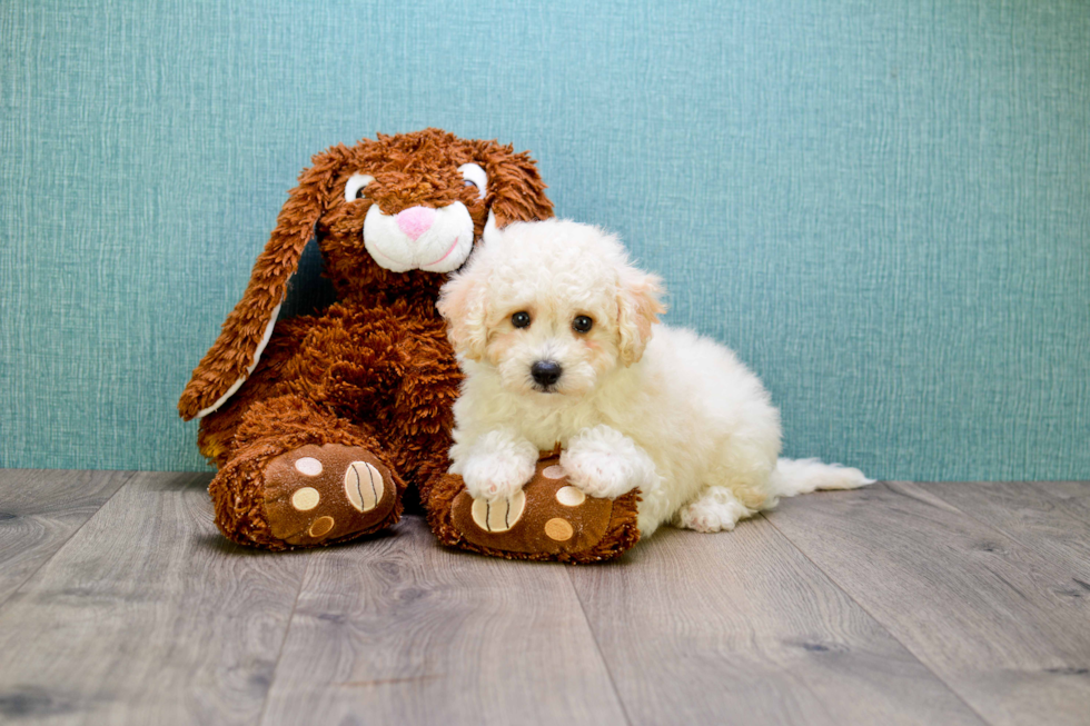 Smart Maltipoo Poodle Mix Pup