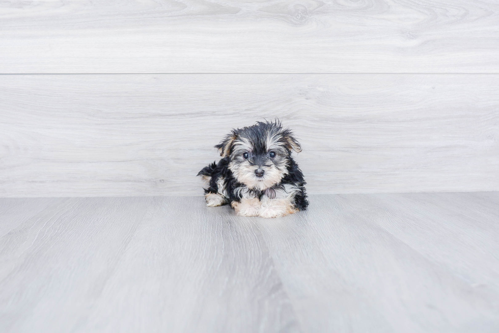 Cute Morkie Baby