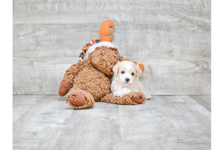 Maltipoo Pup Being Cute