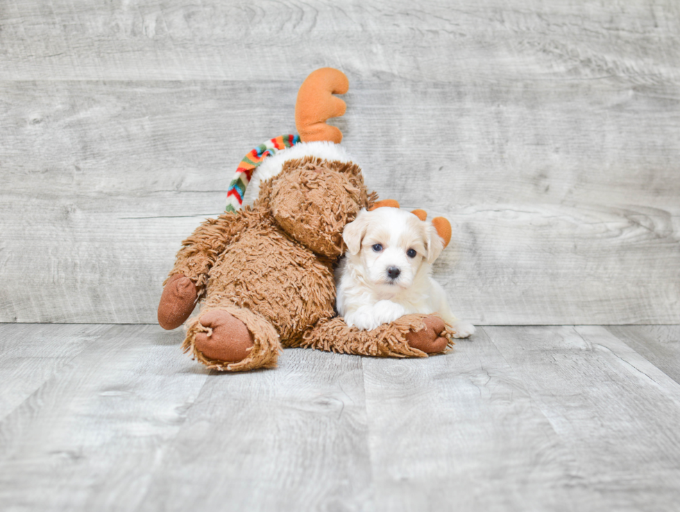 Maltipoo Pup Being Cute