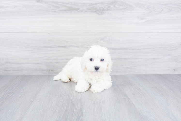 Little Bichon Frise Purebred Pup