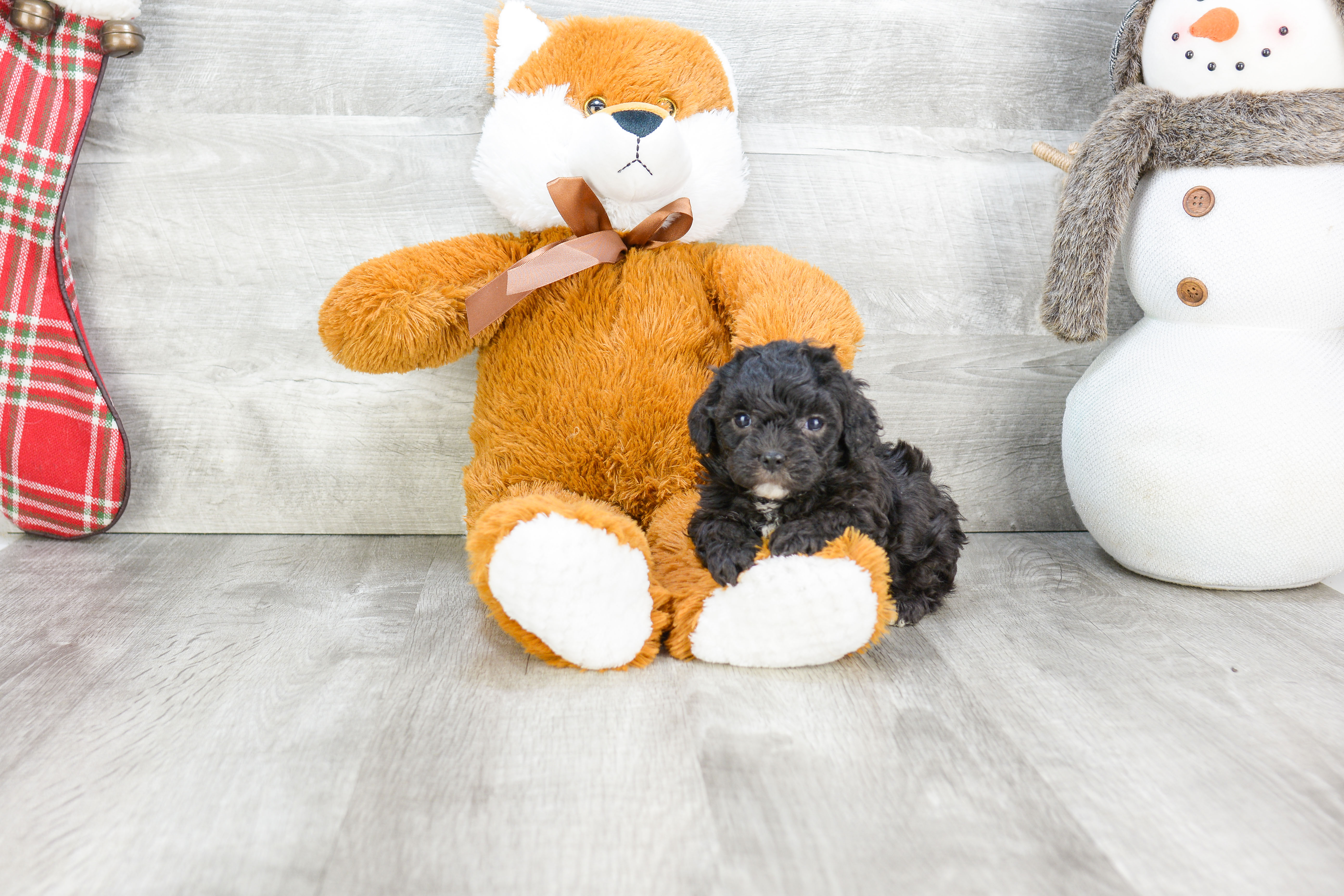 Smart Cavapoo Poodle Mix Pup
