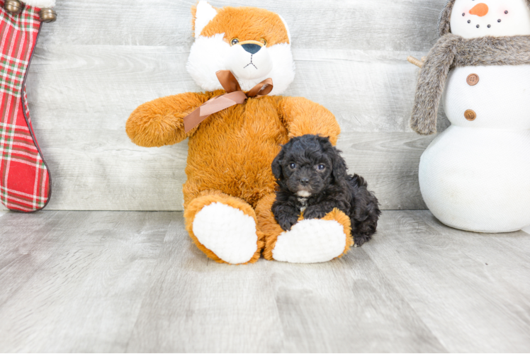 Smart Cavapoo Poodle Mix Pup