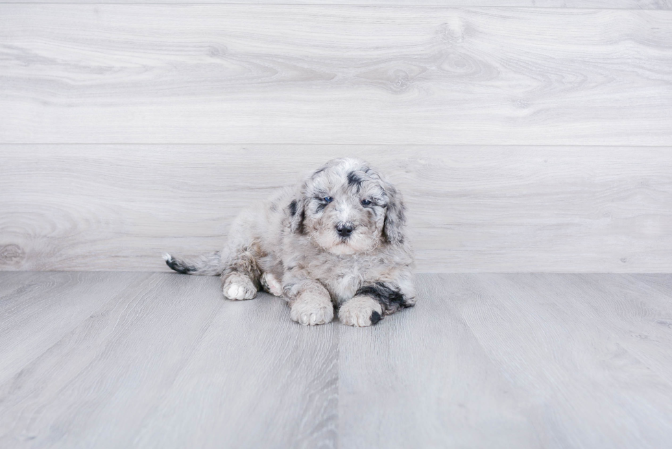 Mini Bernedoodle Puppy for Adoption